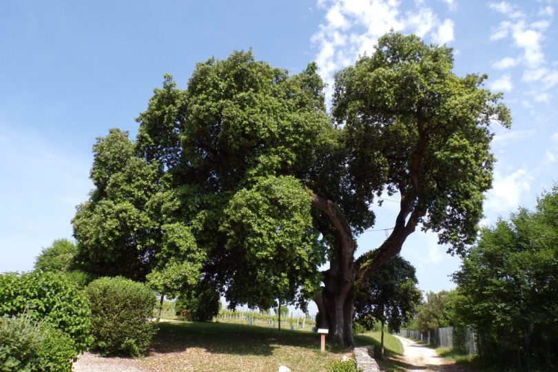 Cherves-Richemont - Le chêne vert "de François 1er" (27 mai 2017)