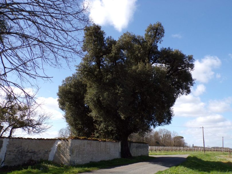 Javrezac - Le chêne bicentenaire Clos de Fléac (11 mars 2019)