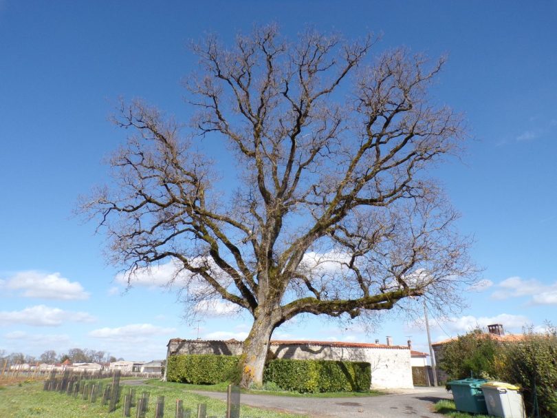 Javrezac - Le chêne de Belair (11 mars 2019)