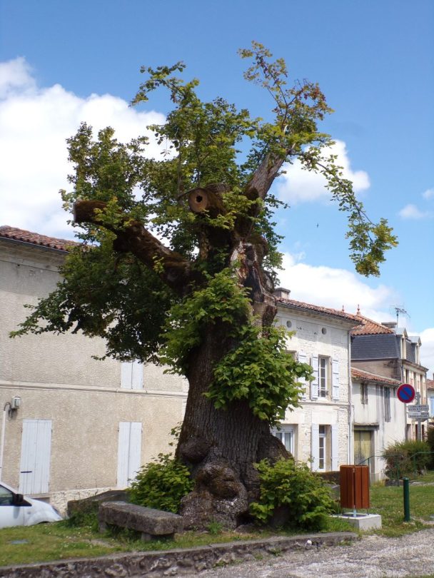 Chérac - Le tilleul du centre ville (16 juin 2019)