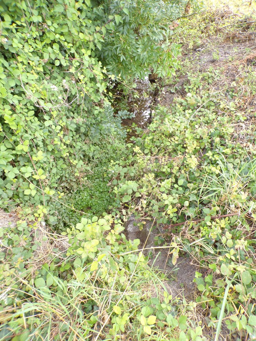 Juillac-le-Coq - Font Petite (16 juillet 2020)