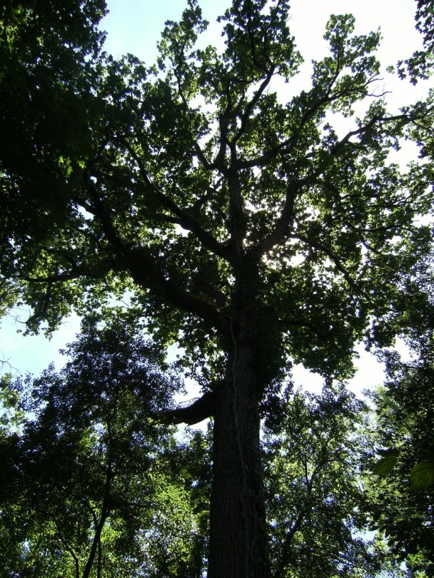 Parc François Ier (25 juin 2015)