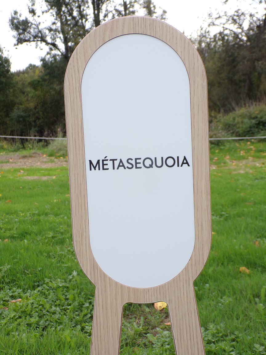 Château de Bagnolet 'Métasequoia' (15 octobre 2022)