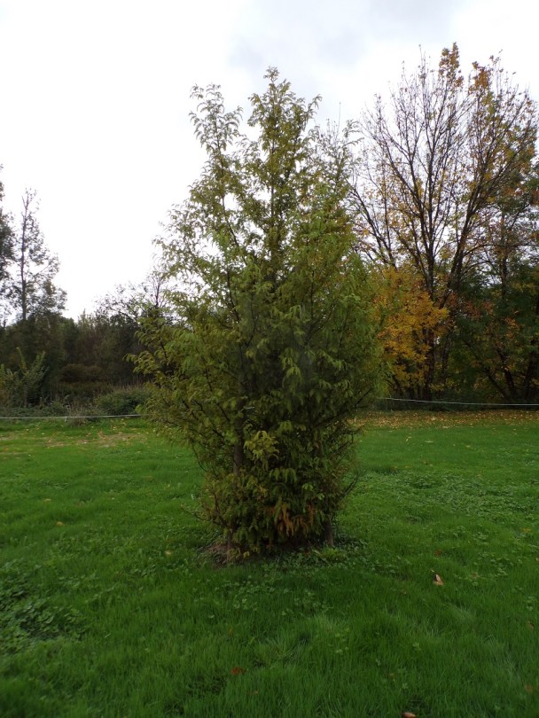 Château de Bagnolet 'Métasequoia' (15 octobre 2022)