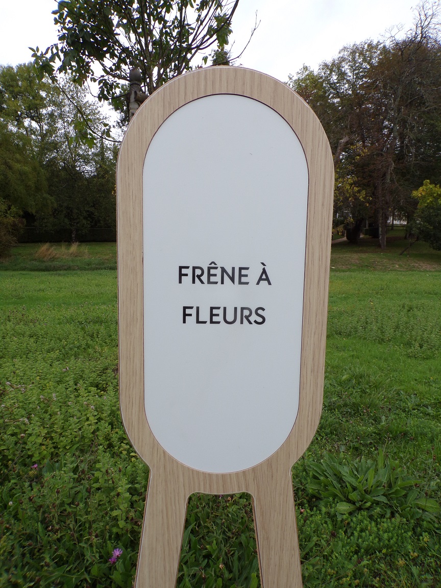 Château de Bagnolet 'Frêne à fleurs' (15 octobre 2022)