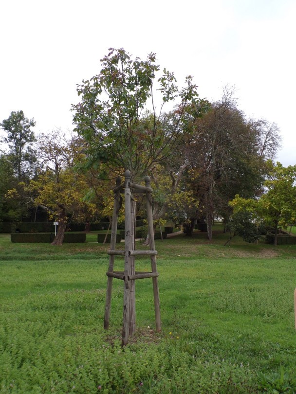 Château de Bagnolet 'Frêne à fleurs' (15 octobre 2022)