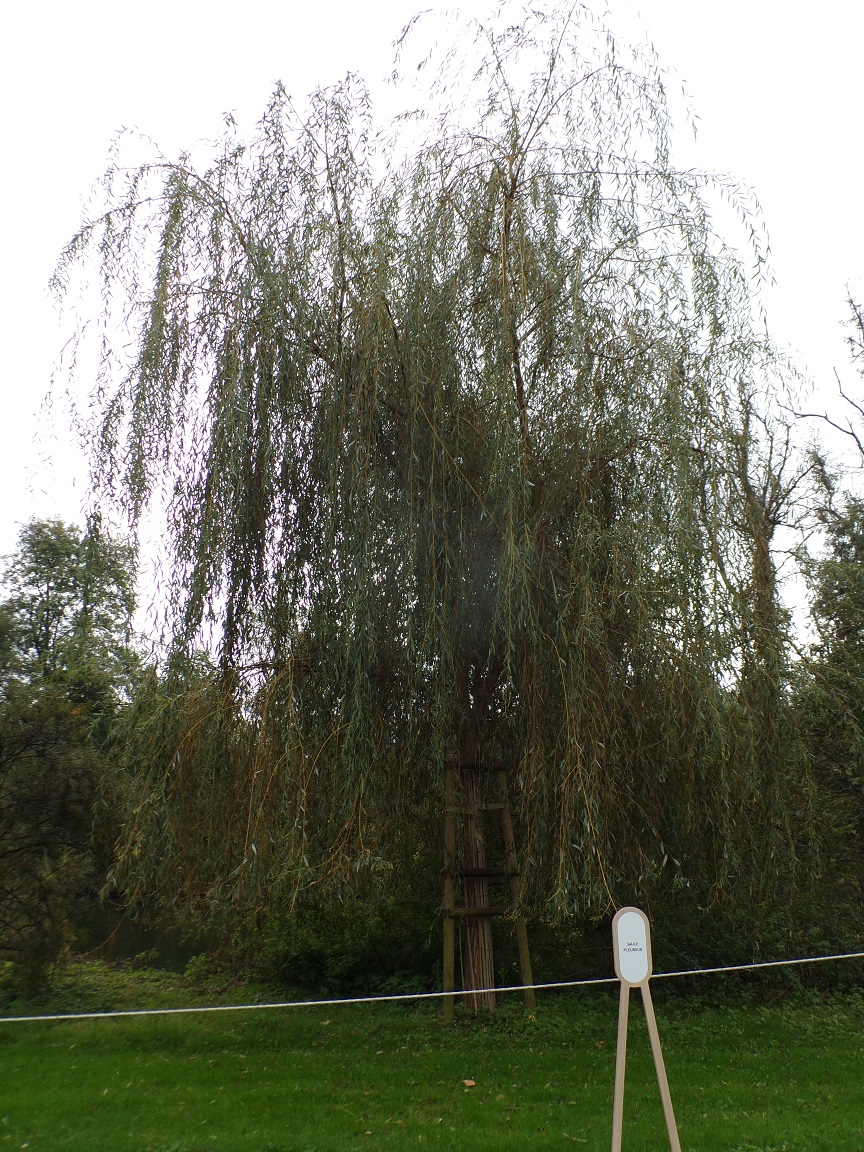 Château de Bagnolet 'Saule pleureur' (15 octobre 2022)