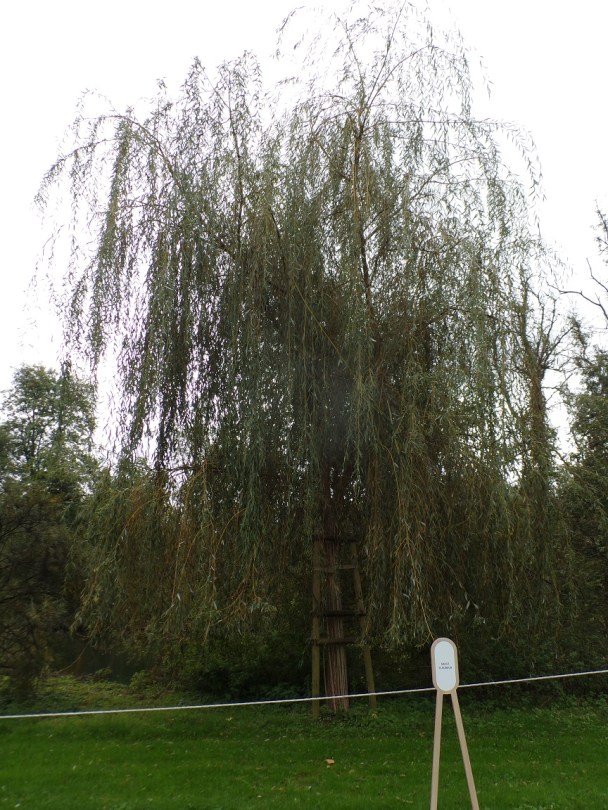 Château de Bagnolet 'Saule pleureur' (15 octobre 2022)