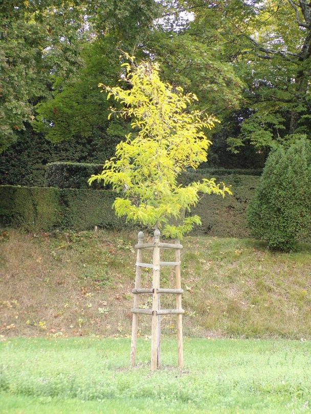 Château de Bagnolet 'Féviers d'Amérique' (15 octobre 2022)