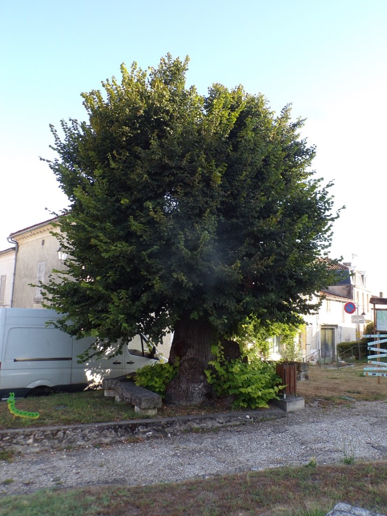 Chérac – Le tilleul du centre ville (22 août 2023)