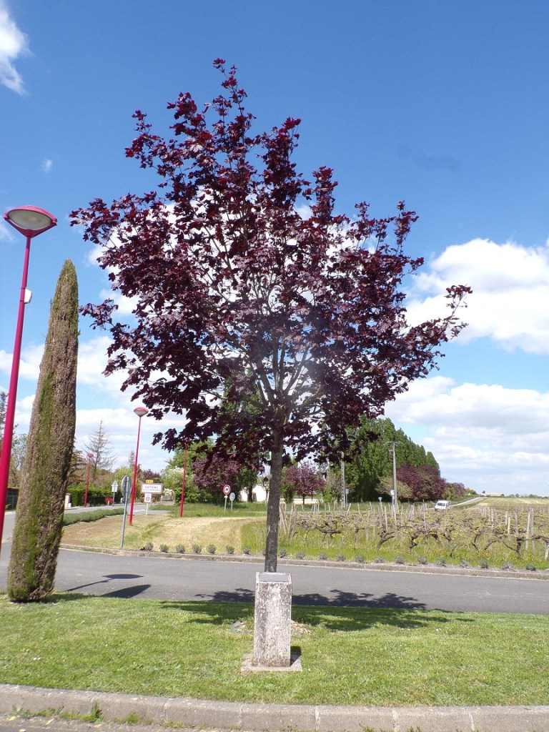 Chassors – 70ème anniversaire de l'accueil des réfugiés - SPICHEREN - CHASSORS (23 avril 2024)