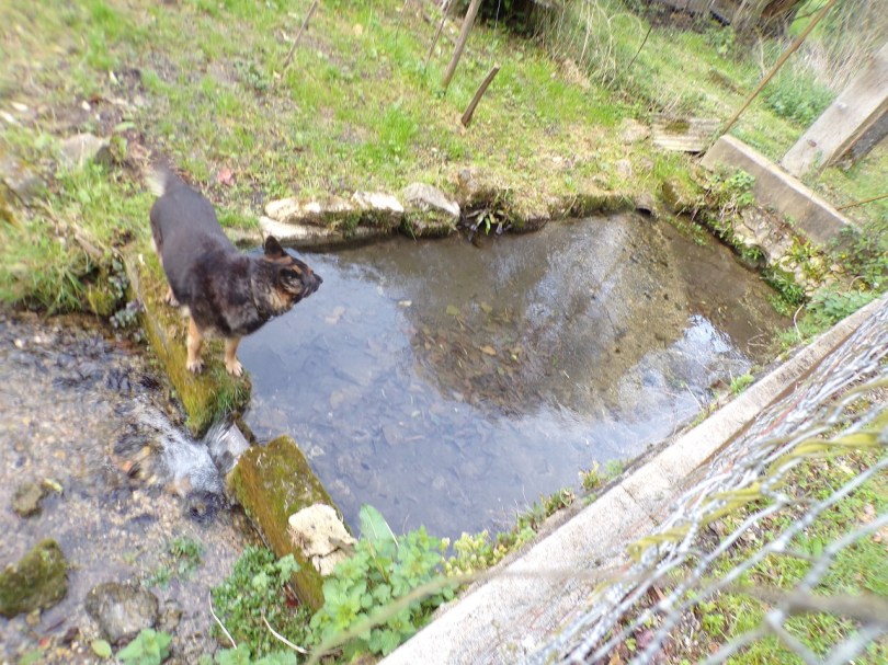 Cherves-Richemont – Un premier lavoir de la Bricoine (4 avril 2024)