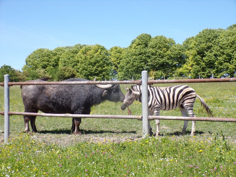 Salles d'Angles - Rue des Trois Ormeaux - un buffle et un zèbre(9 mai 2024)