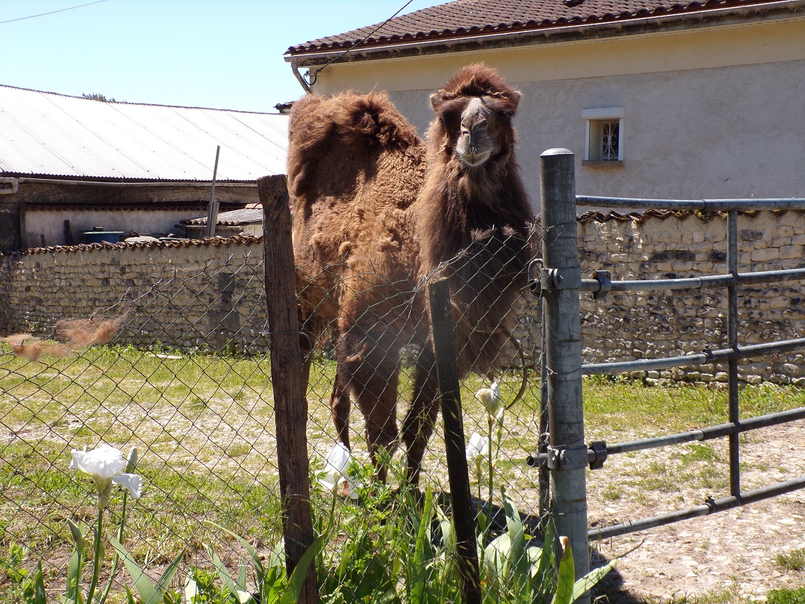 Salles d'Angles - Rue des Trois Ormeaux - un dromadaire (9 mai 2024)