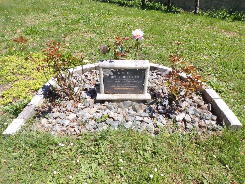 Bourg-Charente – Rosier Résurrection (10 juin 2024)