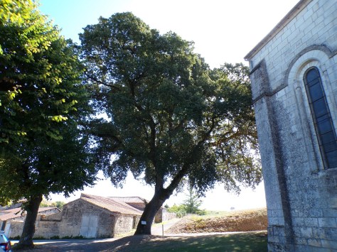 Chêne vert - Arbre de la liberté (19 septembre 2026)